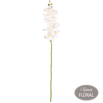 leganza White Phaleonopsis Orchid Stem
